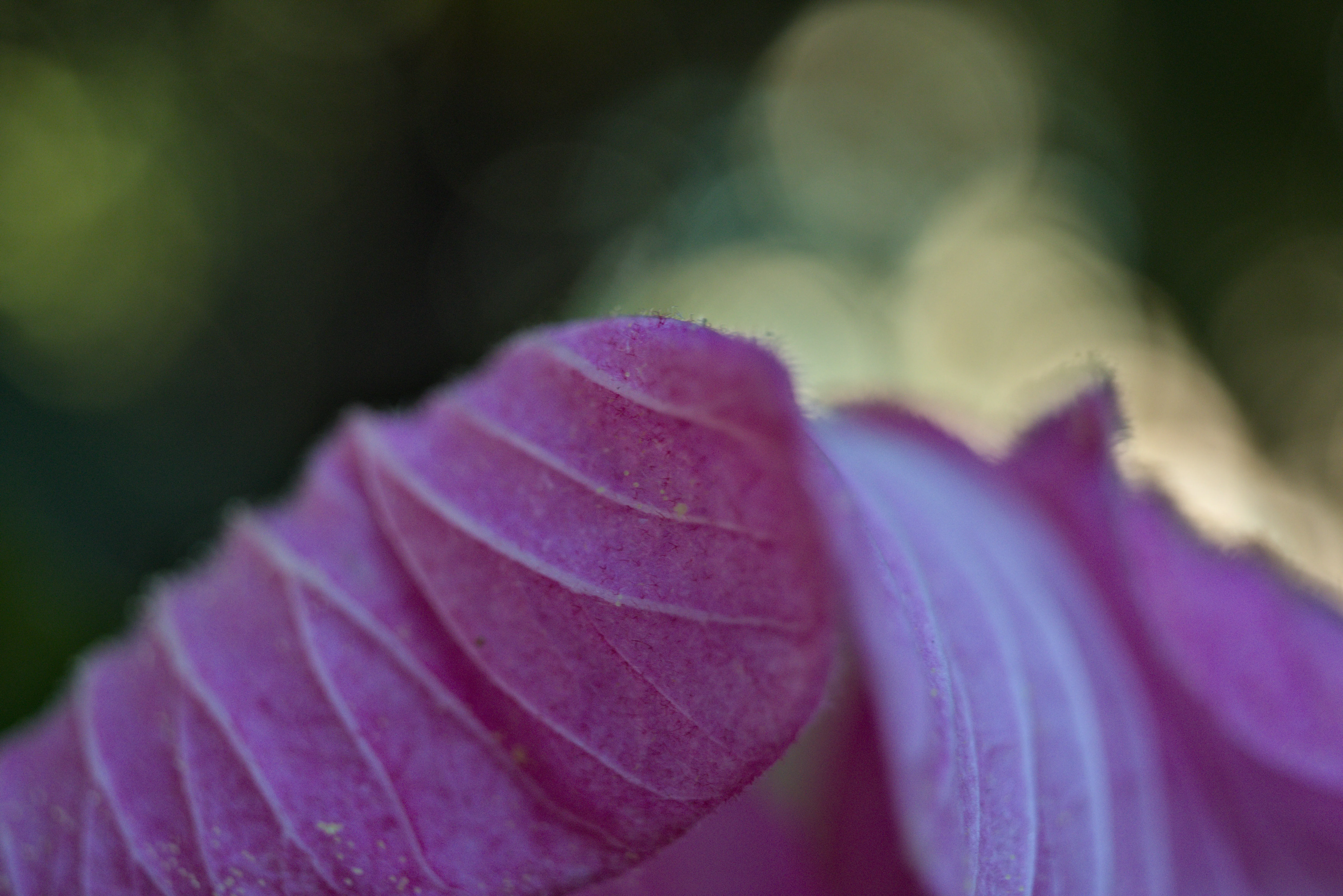 Meyer-Optik Görlitz Primagon 35mm f4.5 (M42) - _I4A2965.webp